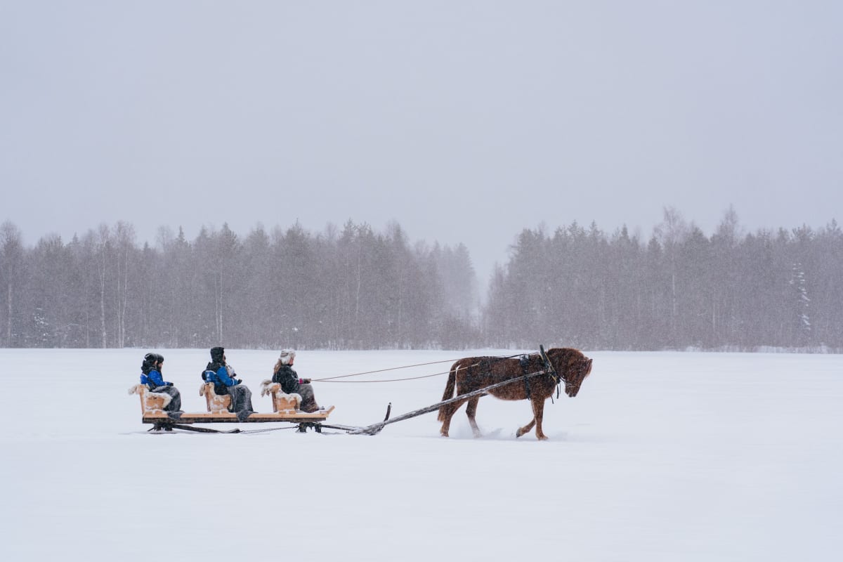 Horse Sleigh Ride in the Arctic