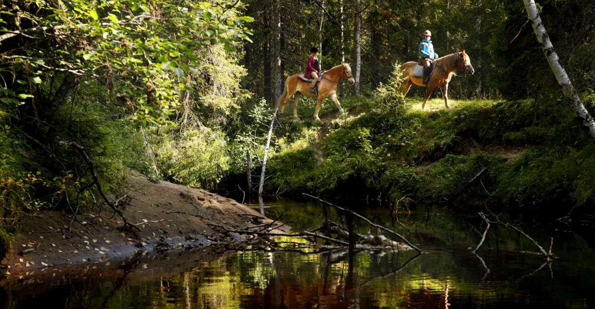 Horse Riding in The Forest