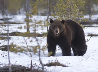 Bear in Boreal Centre