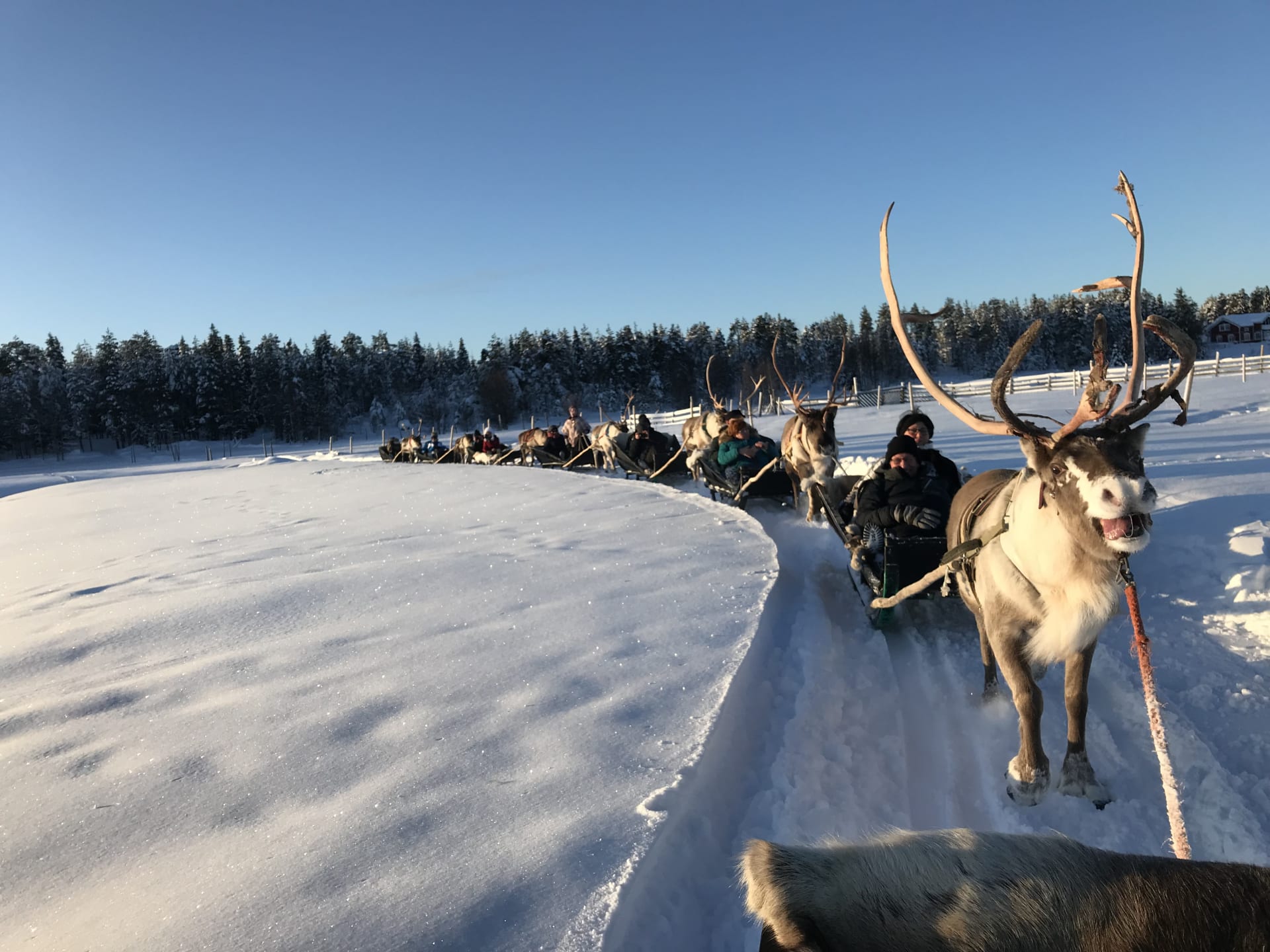 Reindeer Farm Visit