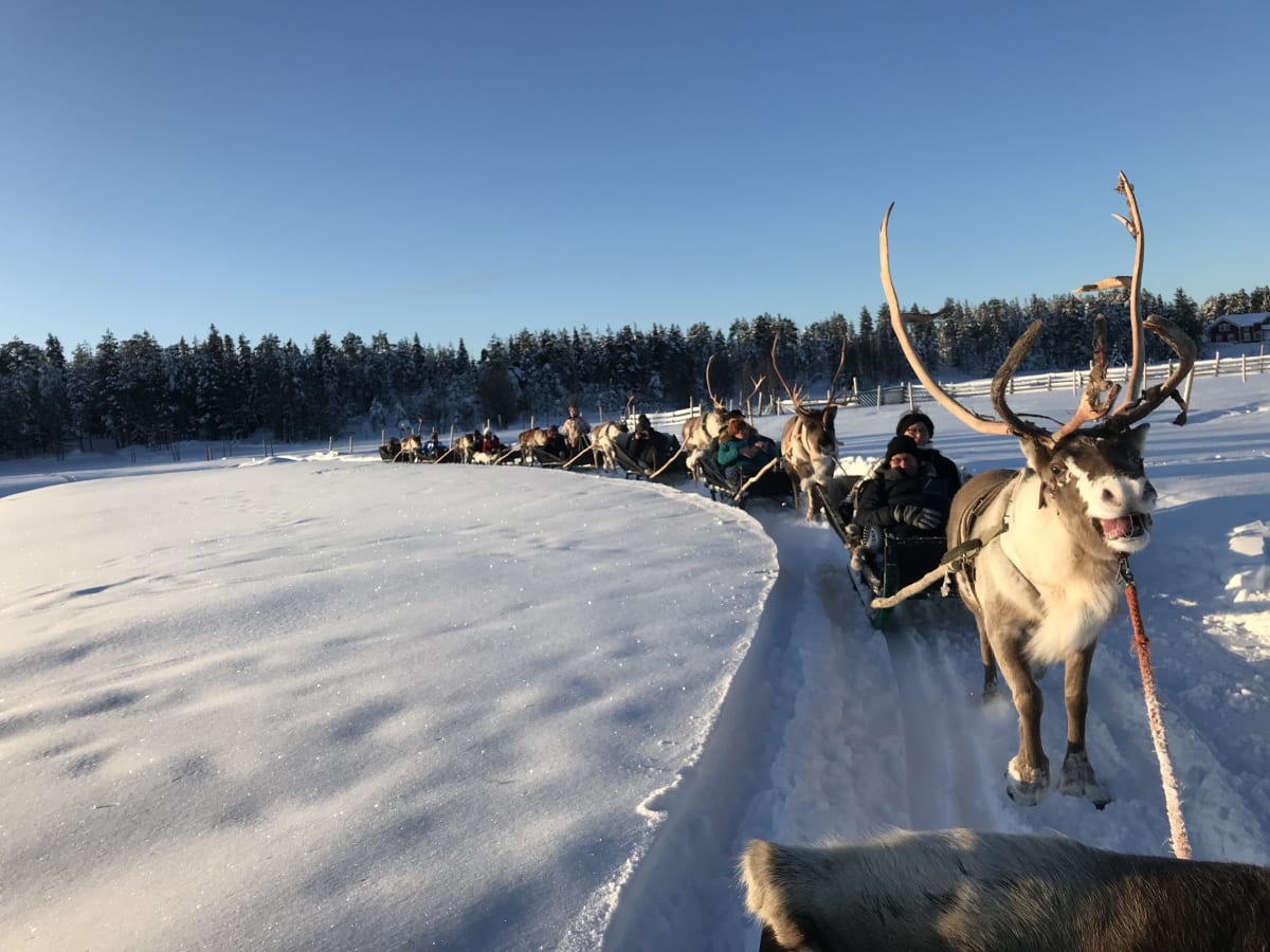 Reindeer Farm Visit