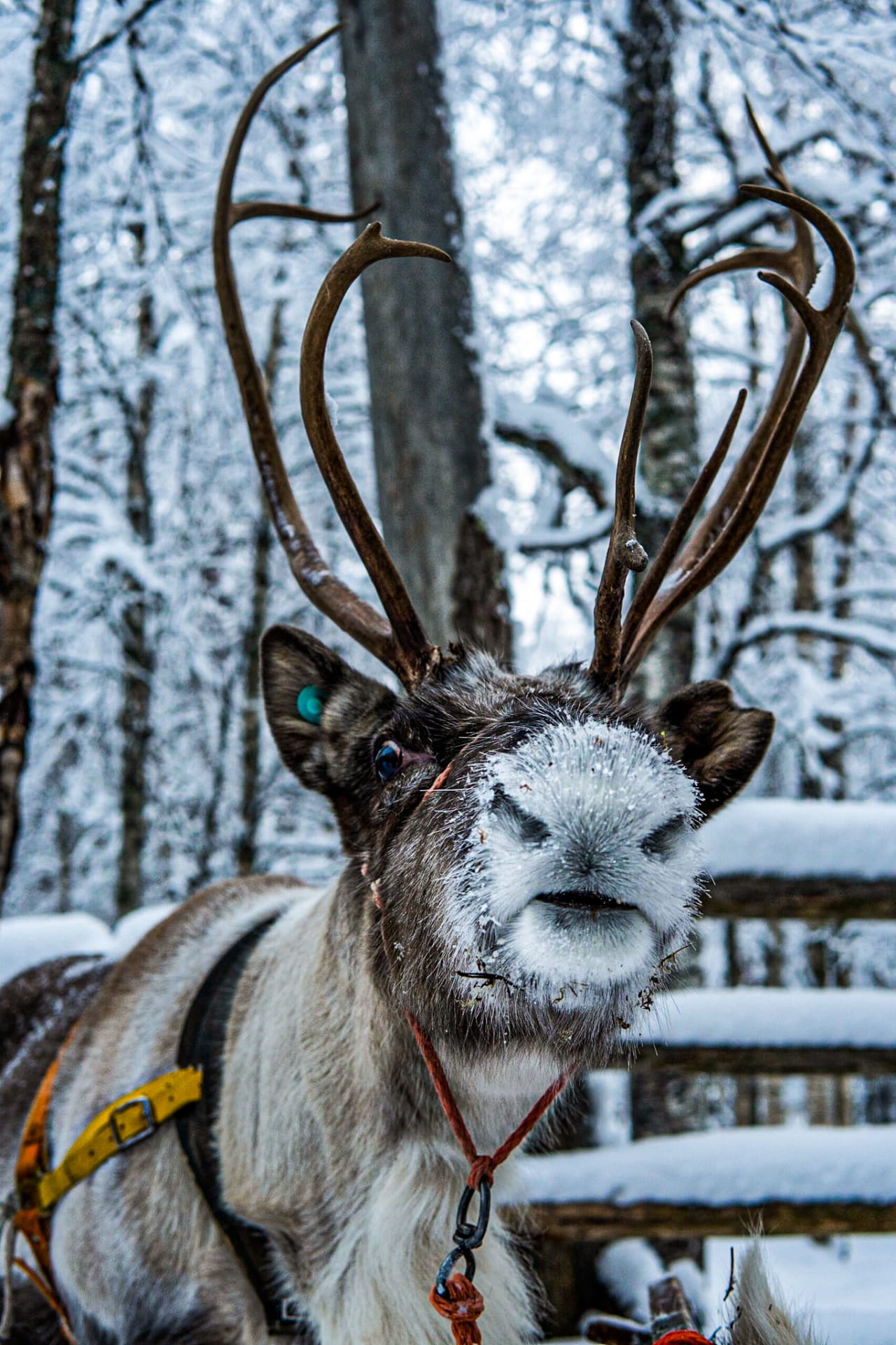 Meet the reindeers.