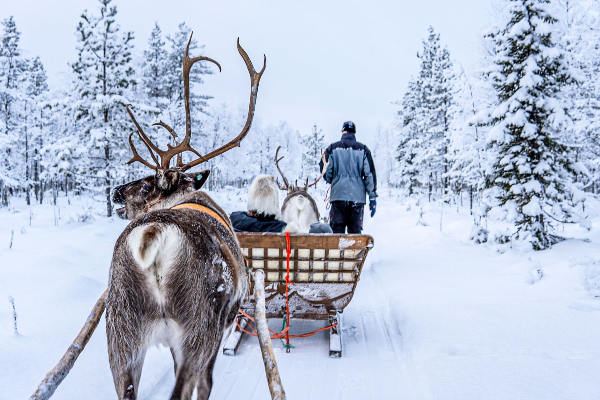 Sled ride through the forest.