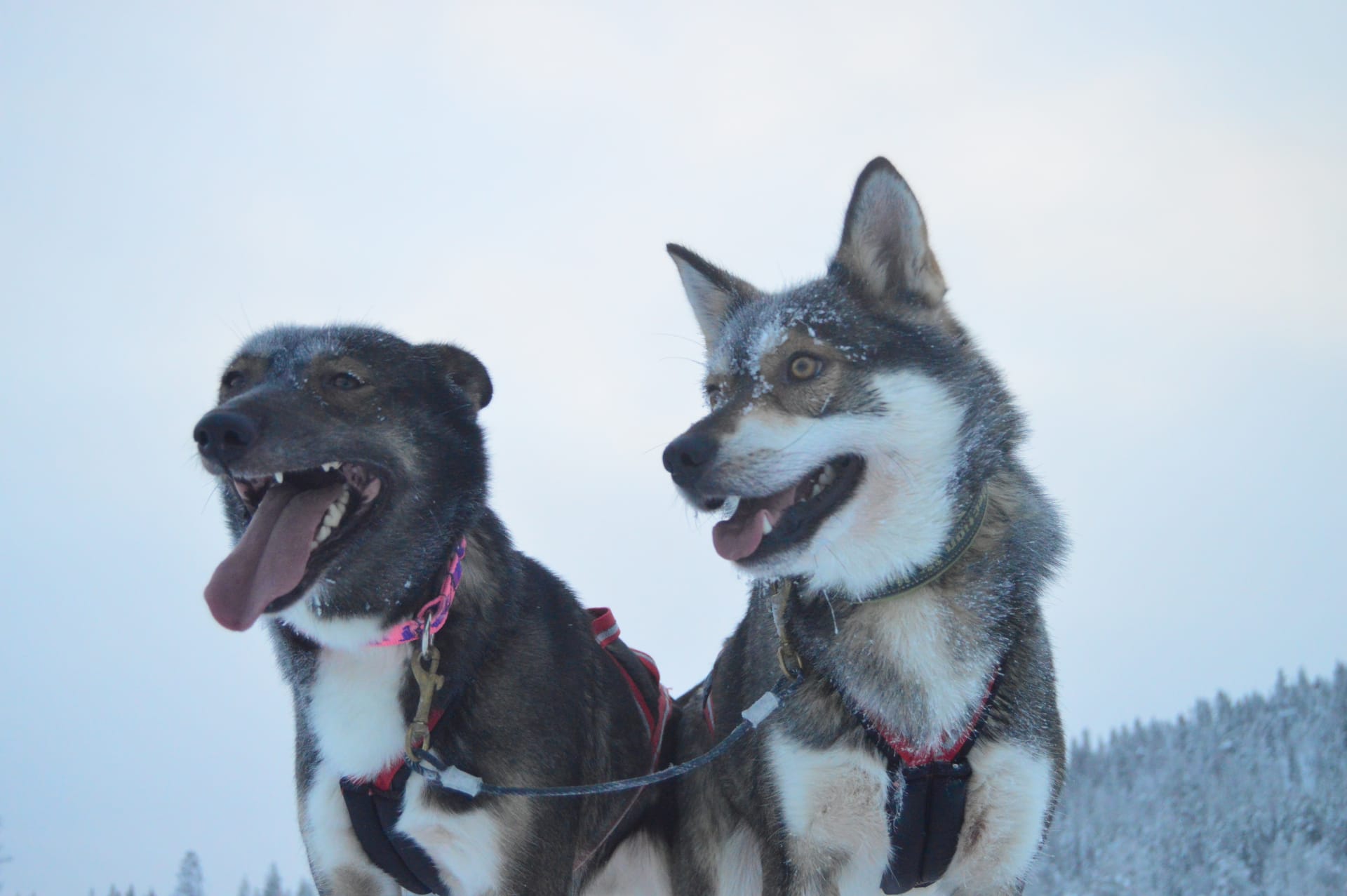 Husky Safaris, Husky Rides, Winter, Rovaniemi, Huskies