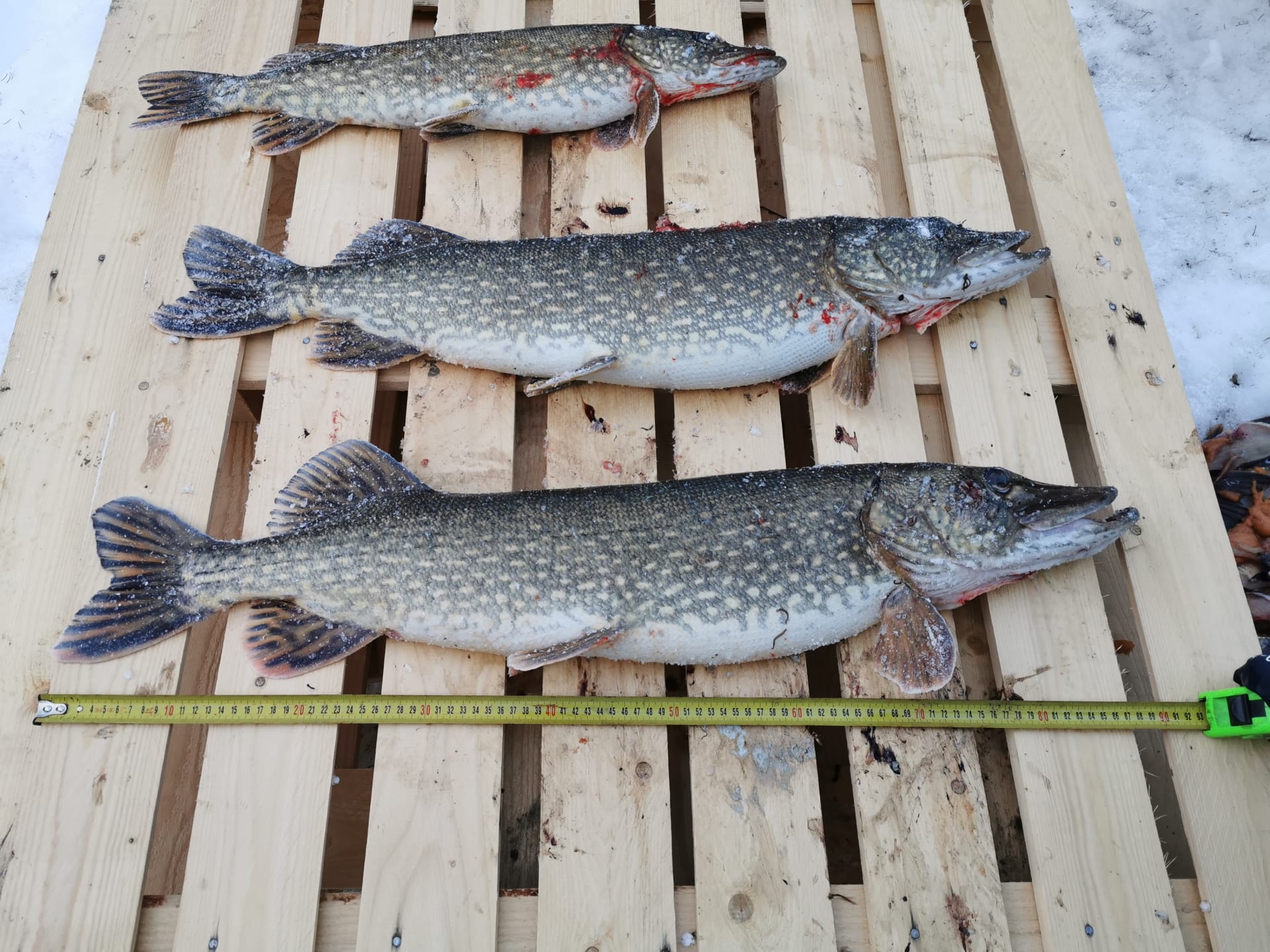Spring Pike Fishing on Ice