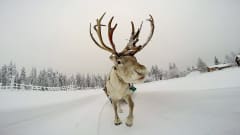 Snowmobile safari to reindeers in Kuusamo