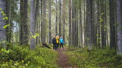 Kolme patikoijaa seisoo metsän keskellä ja katsovat puunlatvuksiin. / Three hikers standing in the forest and watching towards tree tops. Kuva: Minna Haarala.
