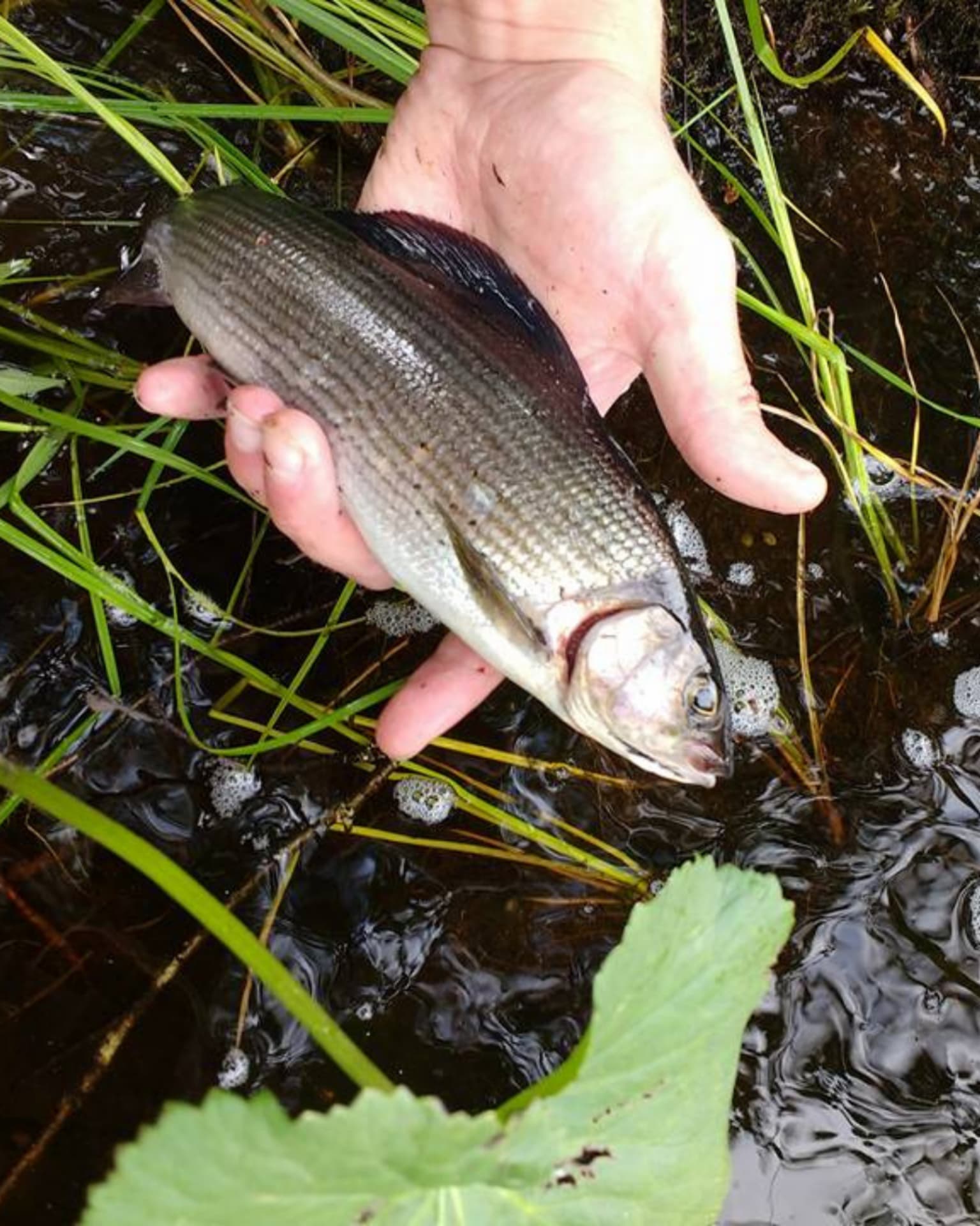 Grayling flyfishing at river Simojoki in Finnish Lapland