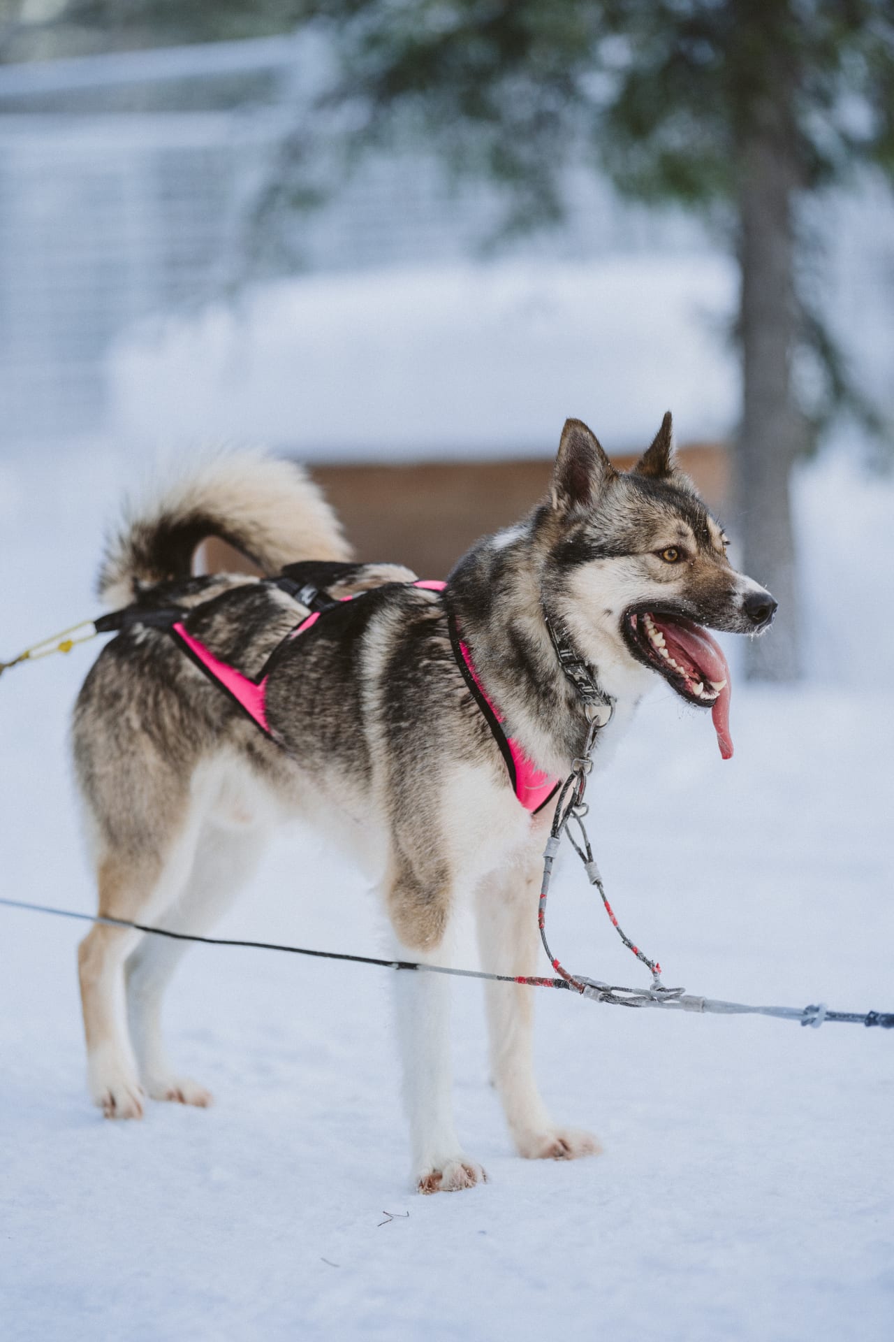 husky ready to go