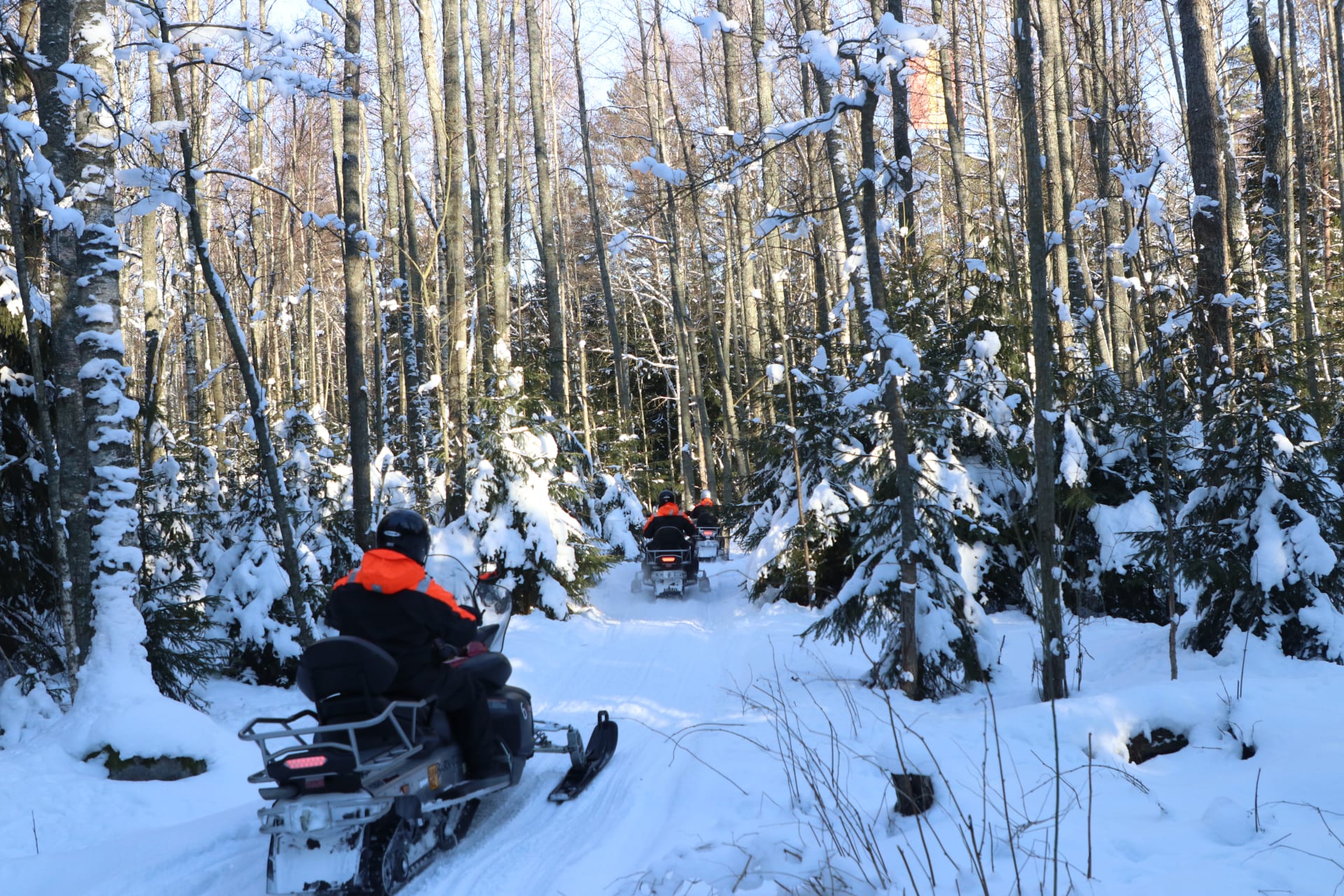 Forest routes