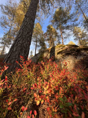 Autumn colours in different layers of the forest