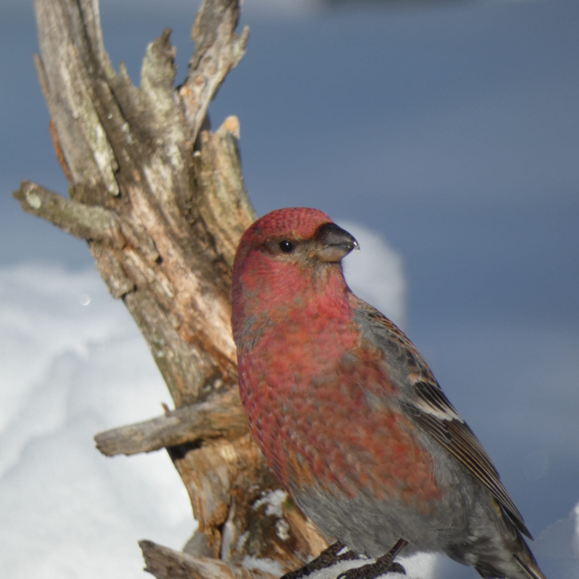 A Pine Grosbeak on a branch.