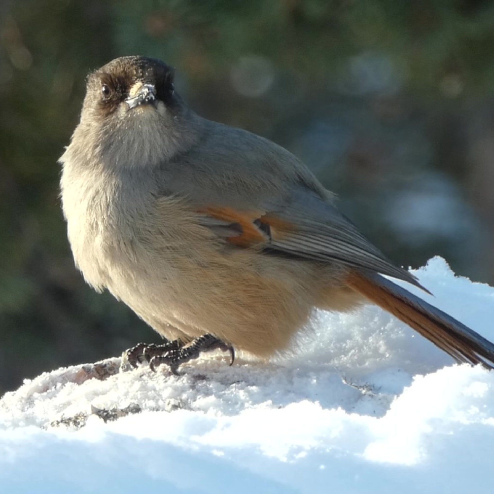 A Siberian Jay on snow.