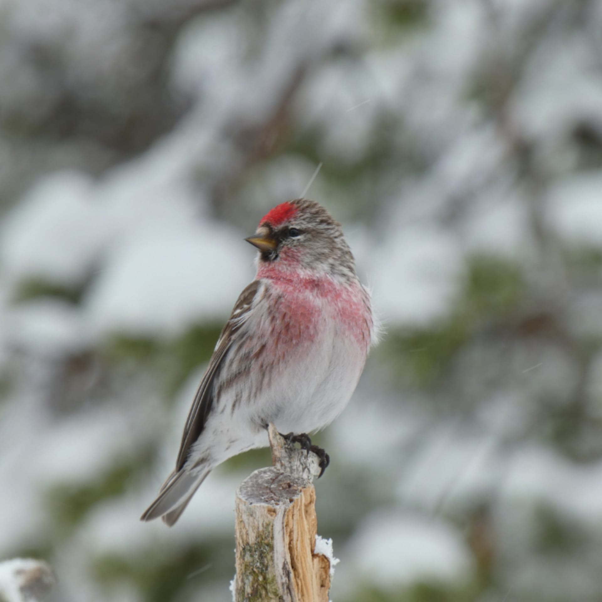 An Arctic Redpoll on a branch. 