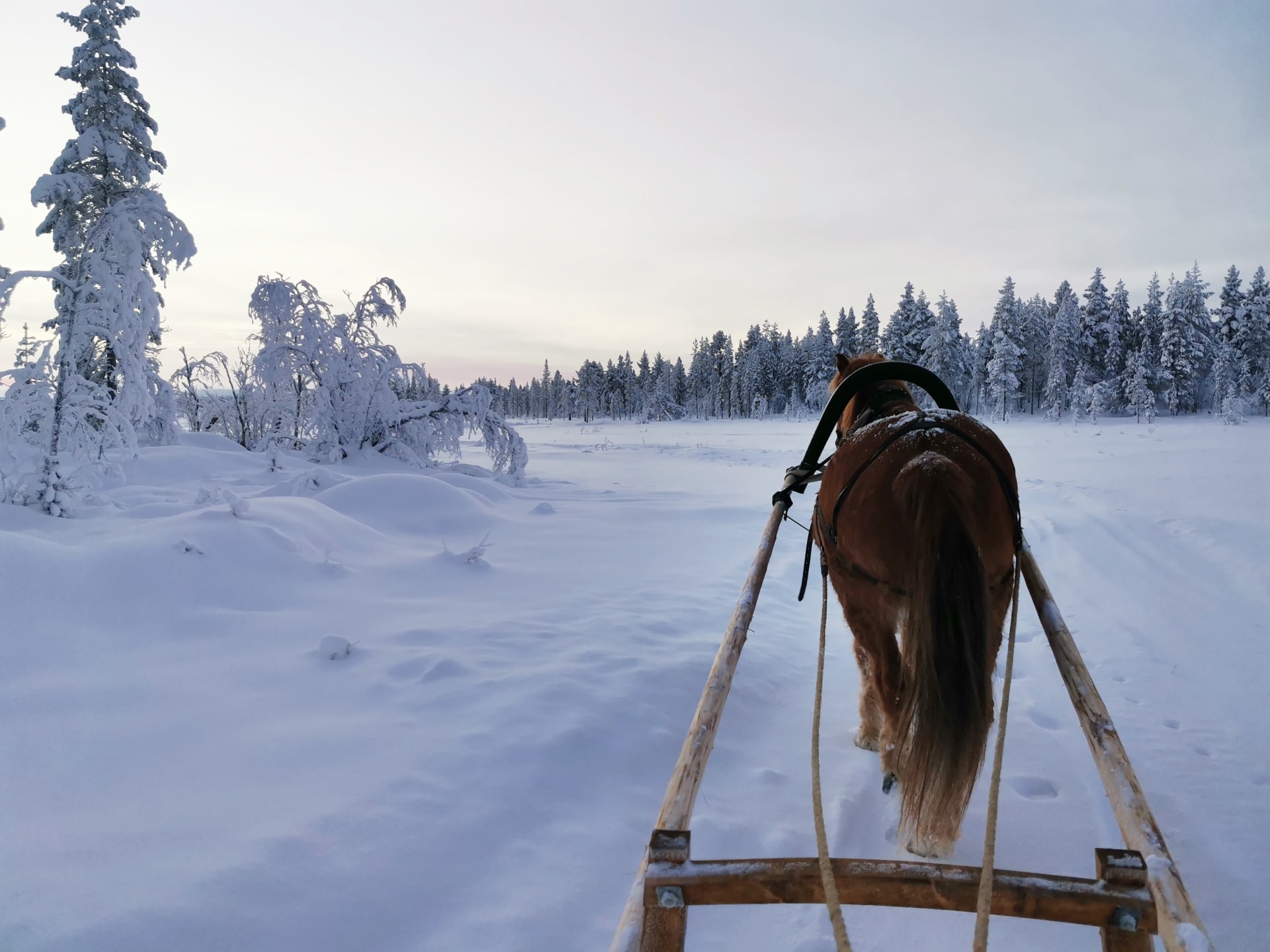 Horse sleigh ride through snowy forest.
