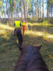 Kahden tunnin islanninhevosmaasto