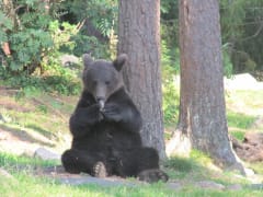 Eating bear at Martinselkonen