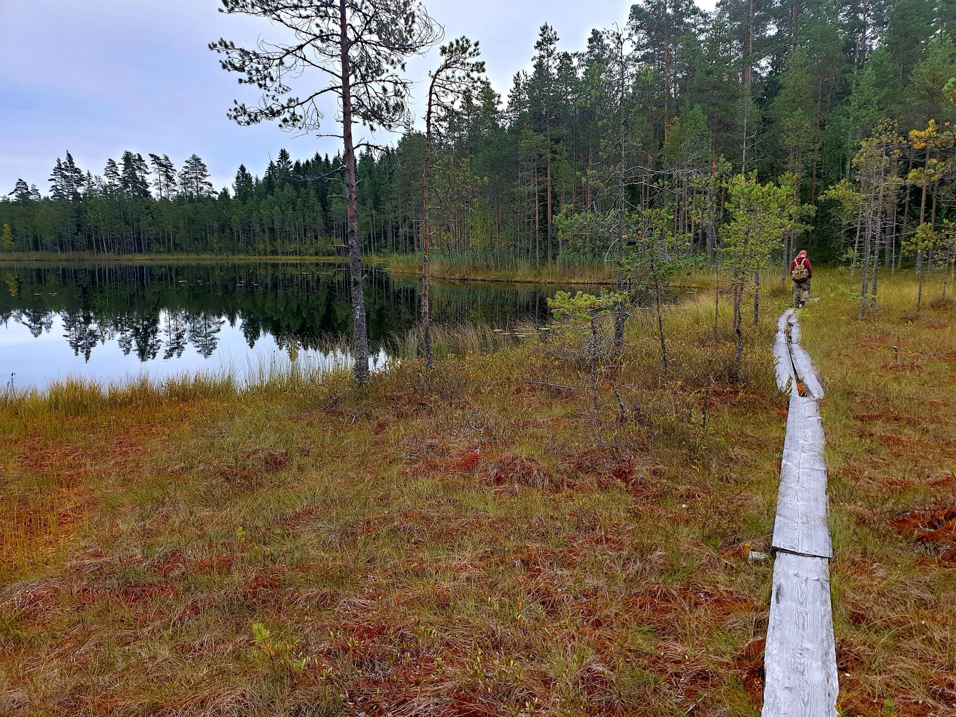 The kind of evironment where you can find cranberries