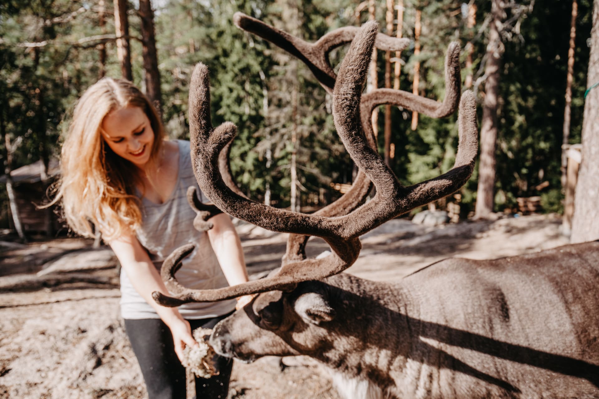 Reindeer feeding