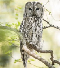 Ranua Wildlife Park - Animals