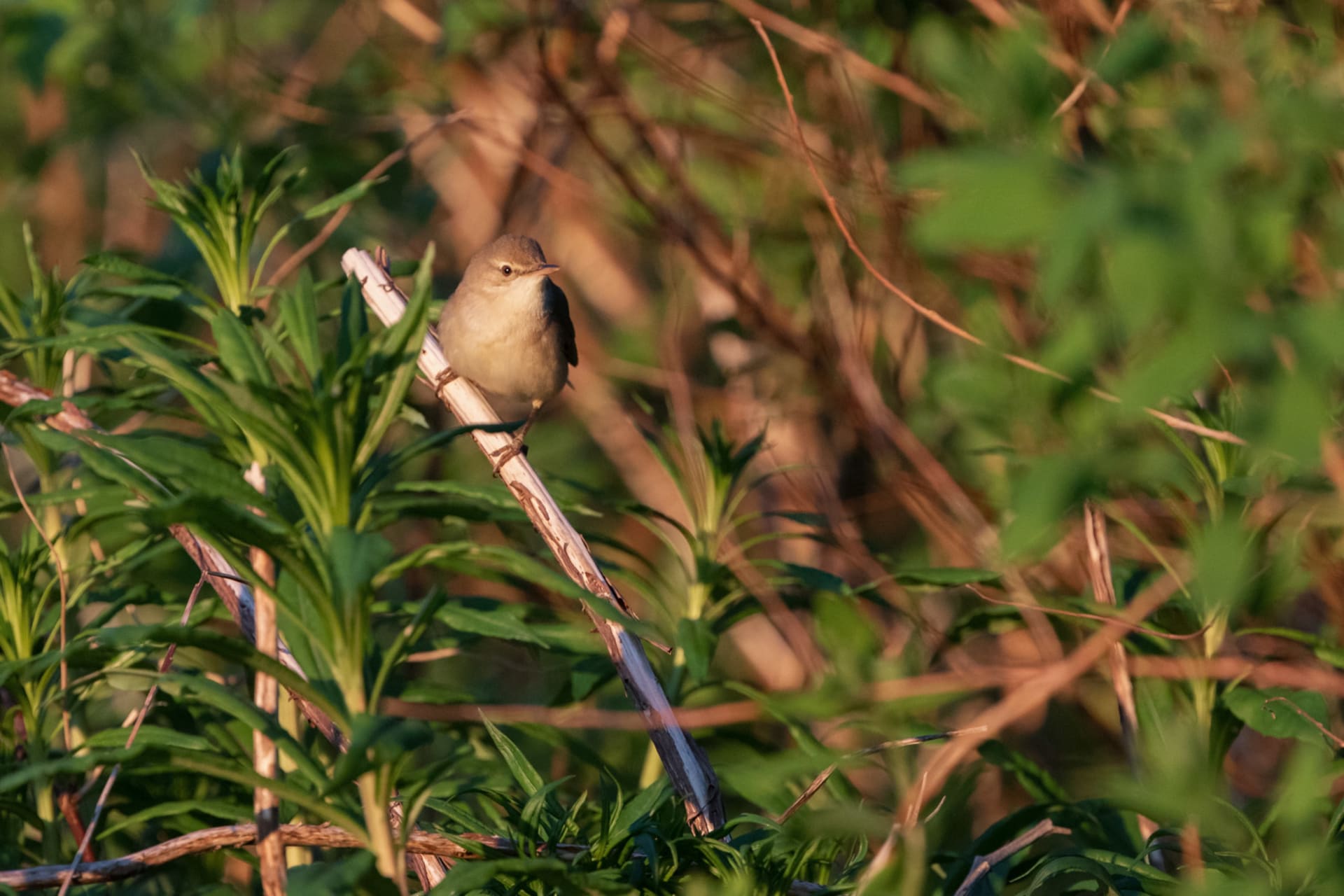 Blyths Reed Warbler - Viitakerttunen