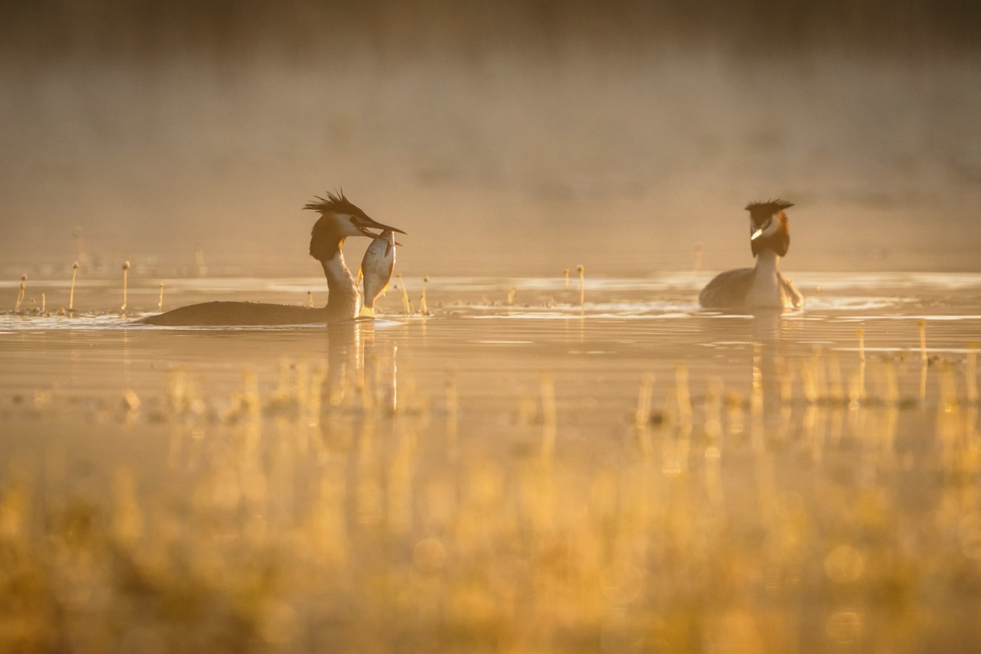Crested grebe - Silkkiuikku