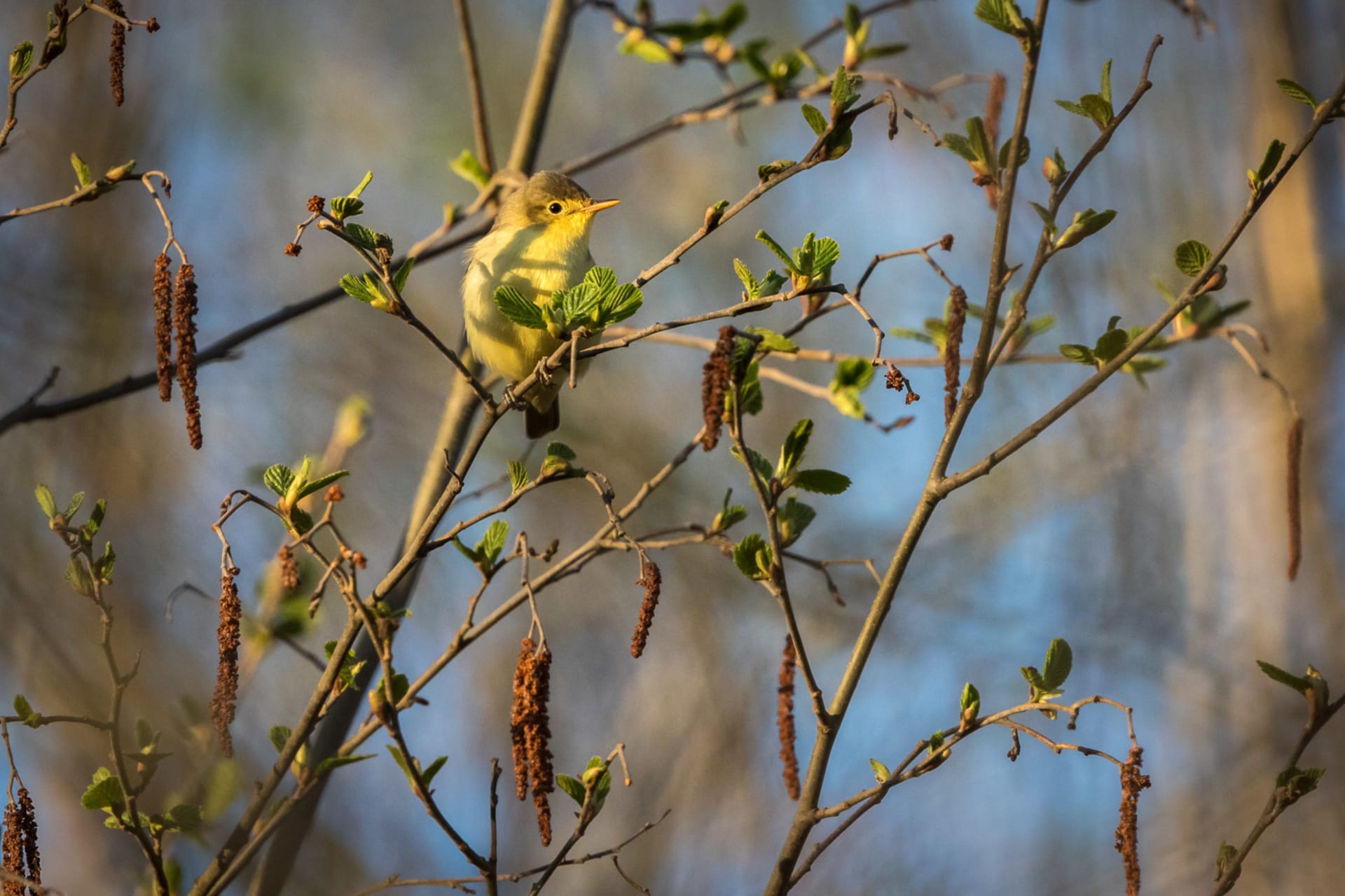 Icterine Warbler - Kultarinta