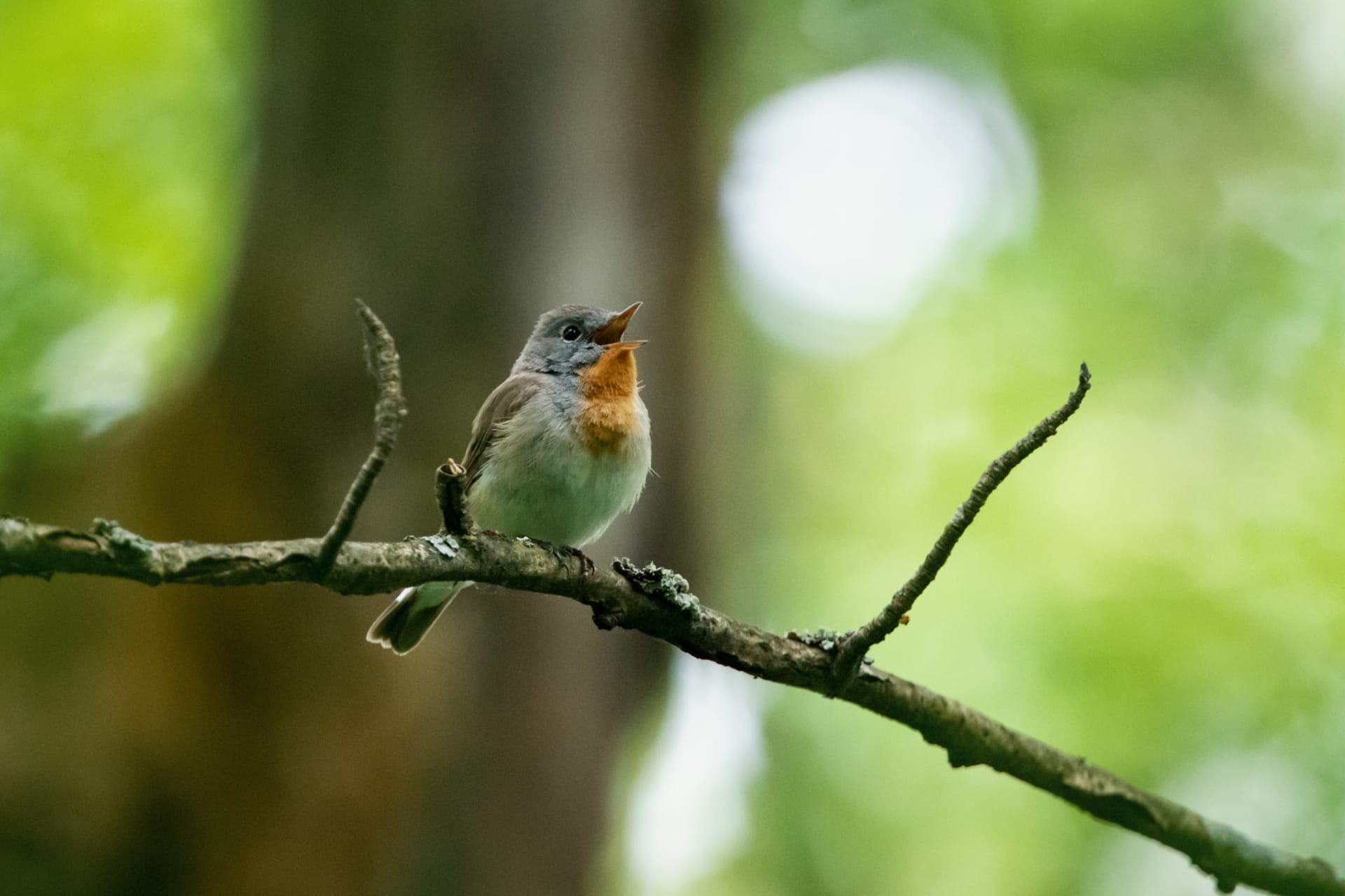 Red-breasted Flycatcher - Pikkusieppo