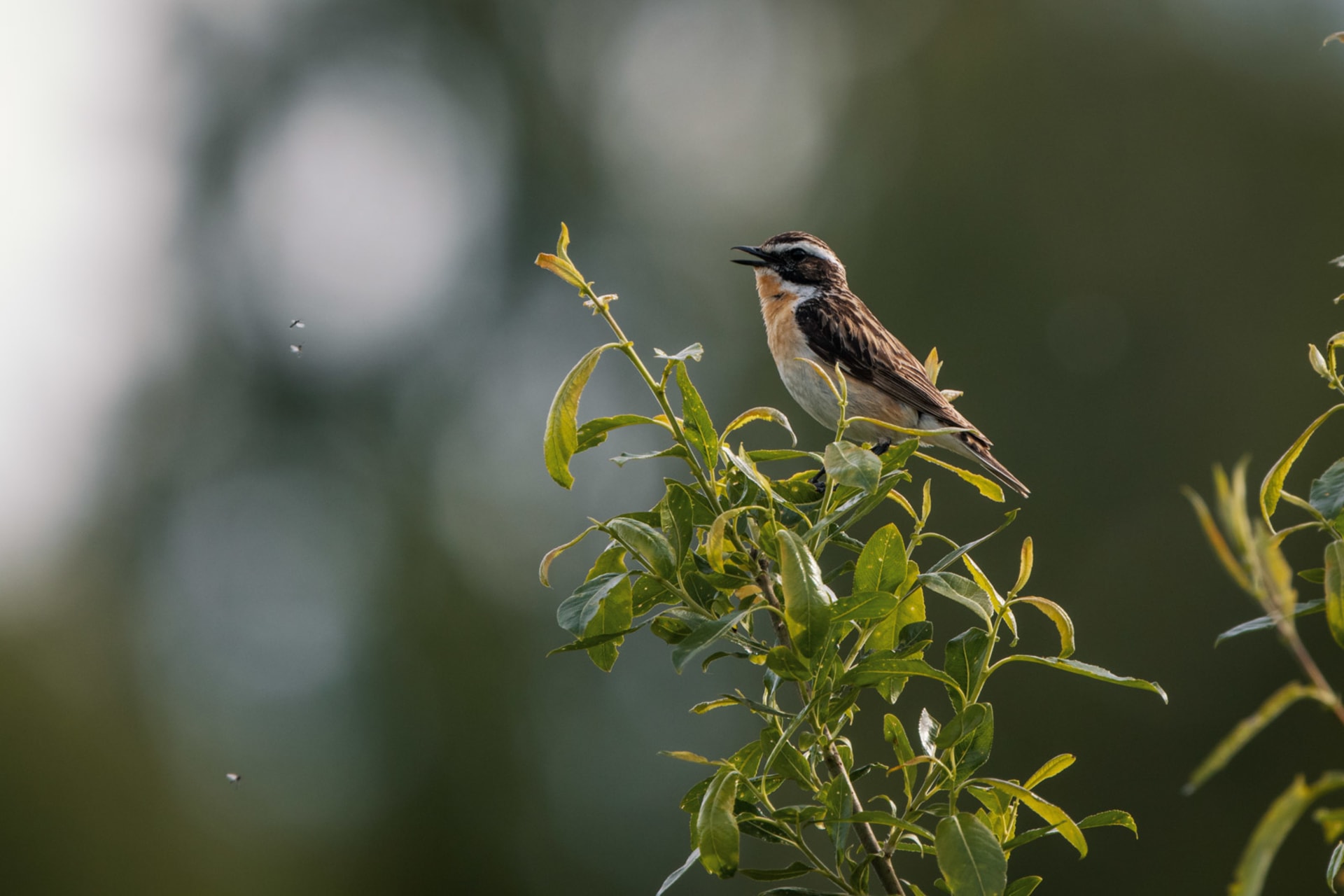 Whinchat - Pensastasku
