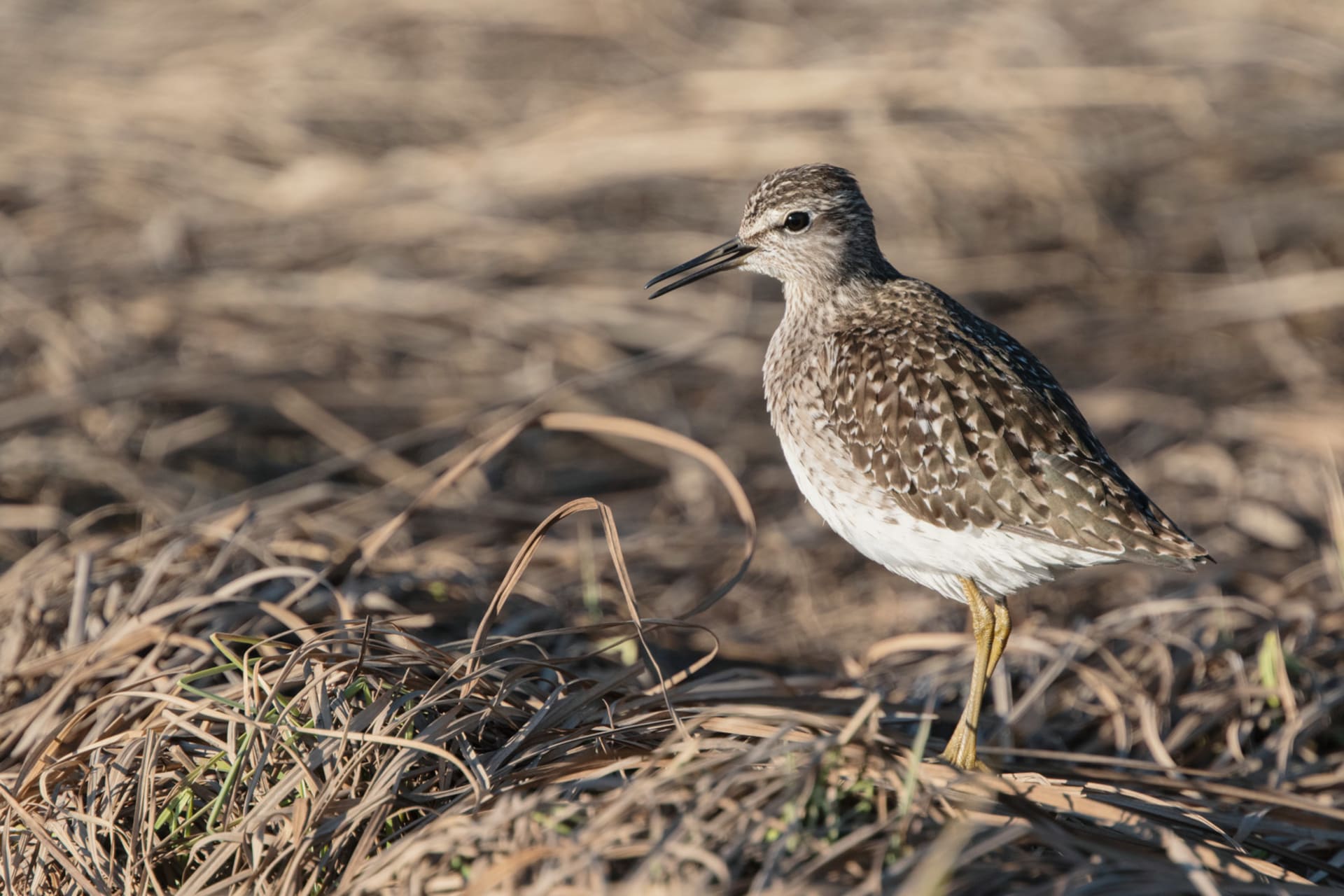 Wood Sandpiper Liro