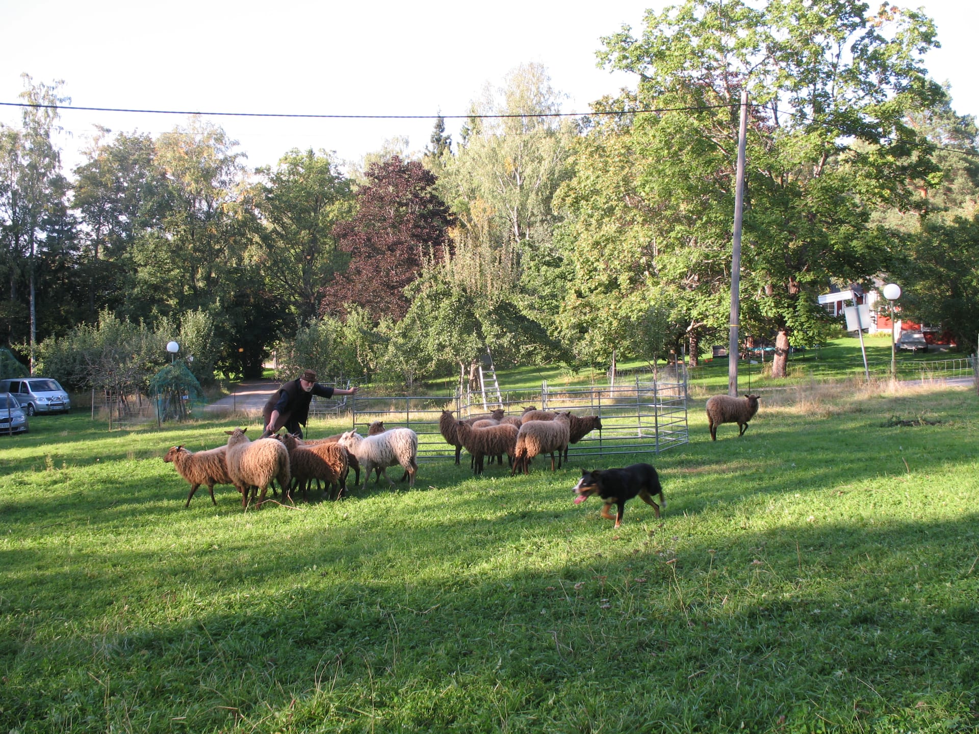 Vallhundsuppvisning Vallhundsuppvisning