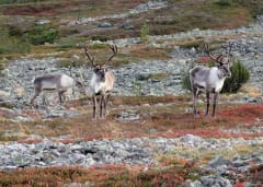 Kuvassa poroja tunturimaisemassa. Kuva: Tiina Hakkarainen.