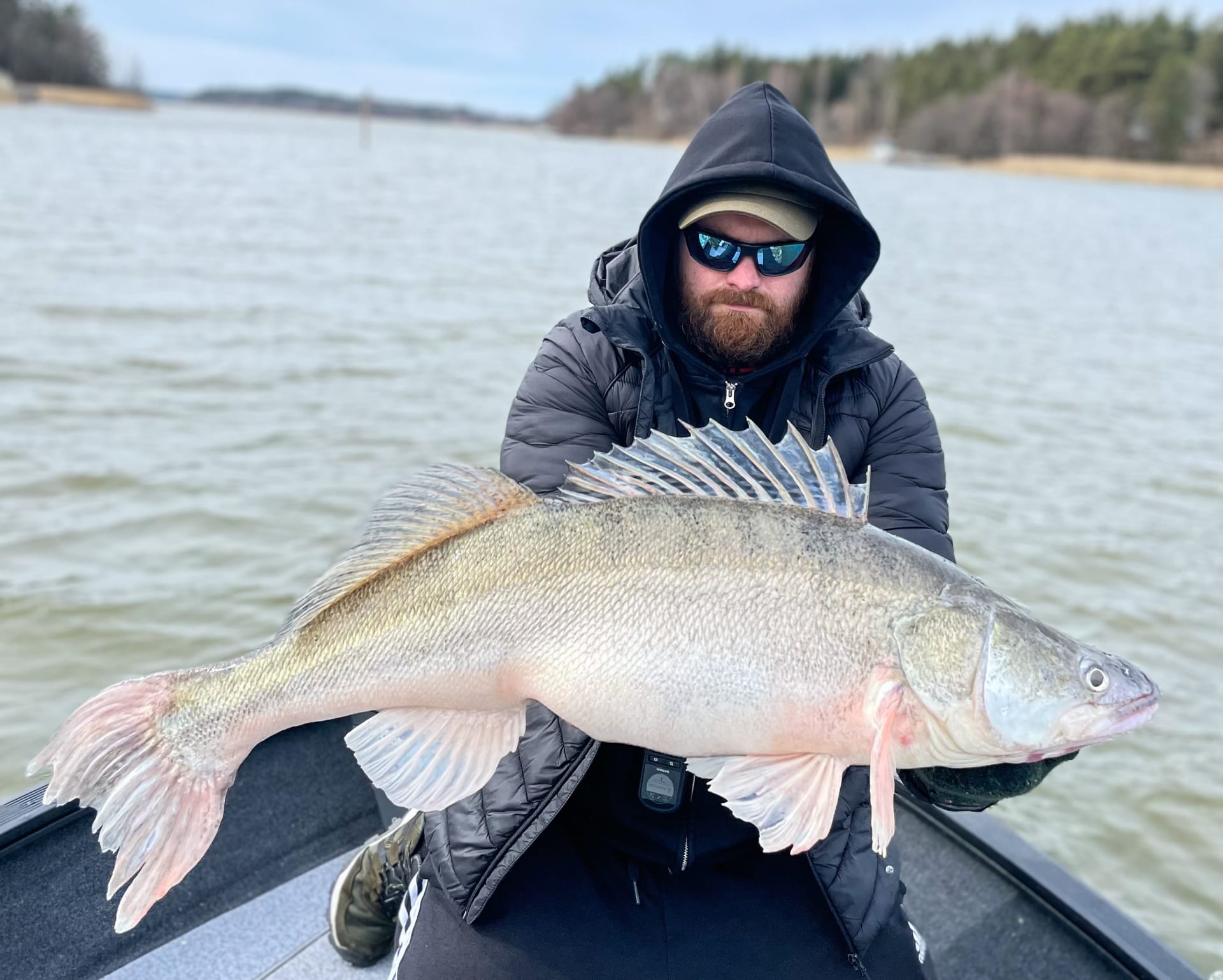 Big Zander of Archipelago sea Big Zander of Archipelago sea