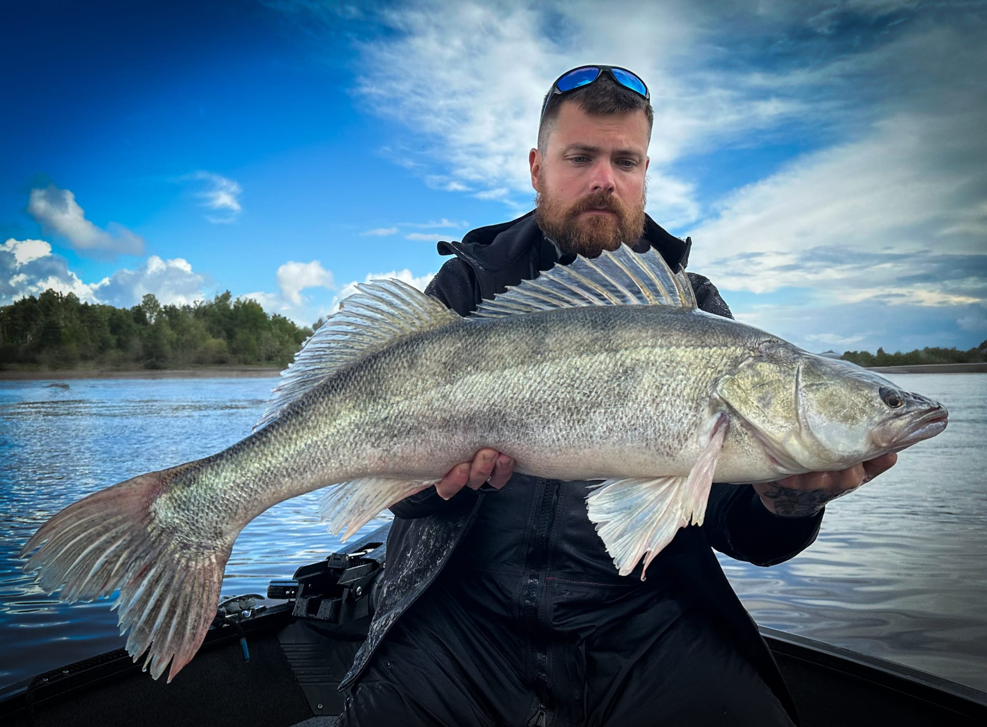 Big Zander of Archipelago sea