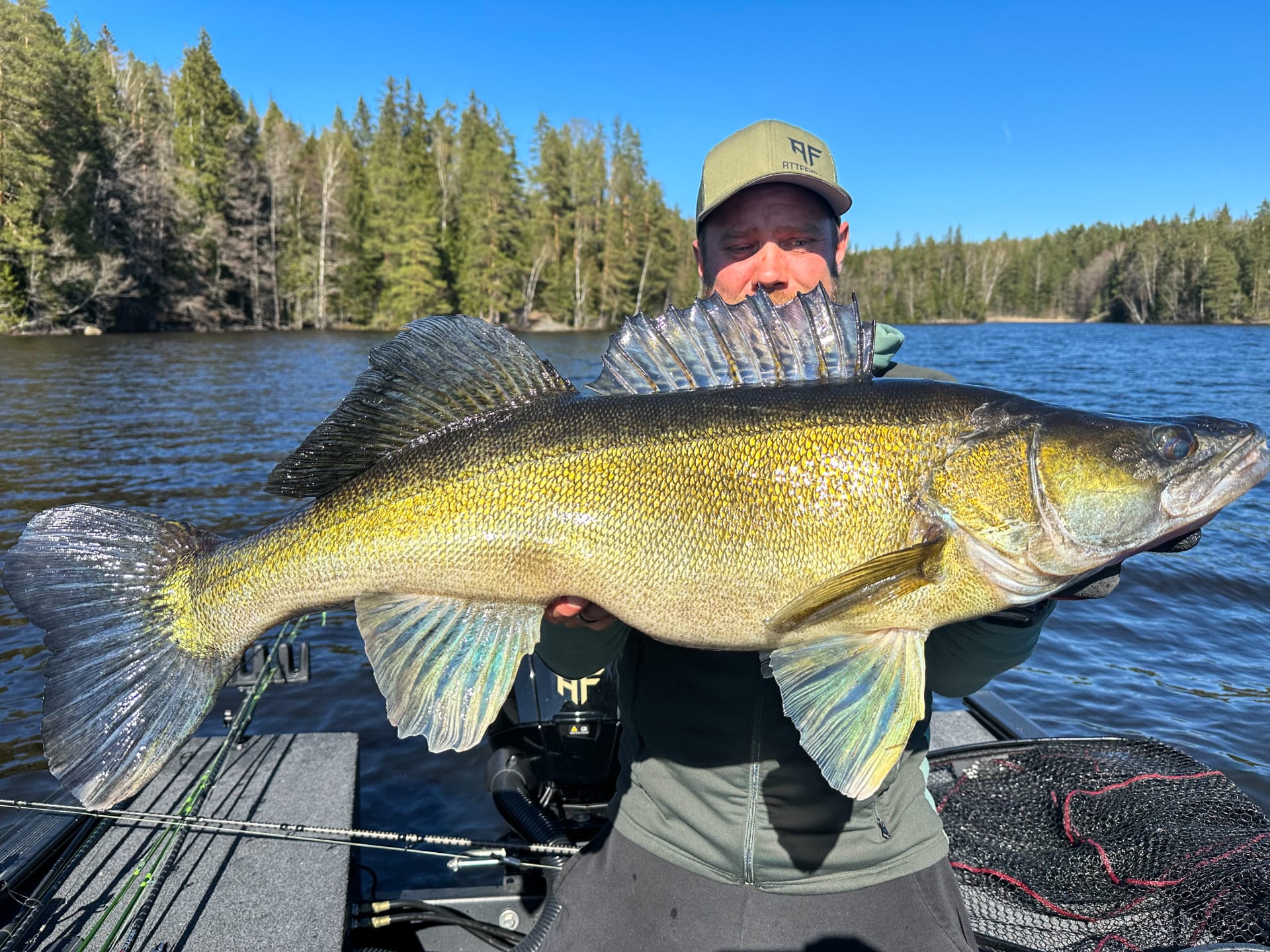 Big Zander of Lake in Southwest Finland