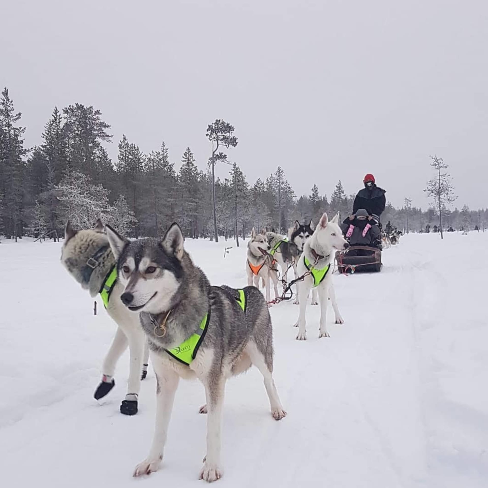Winter Activities in Ranua