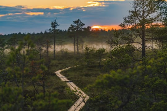Puurijärvi and Isosuo National Park photographed on a summer evening at sunset. Longitudinal trees are crossing the marsh.