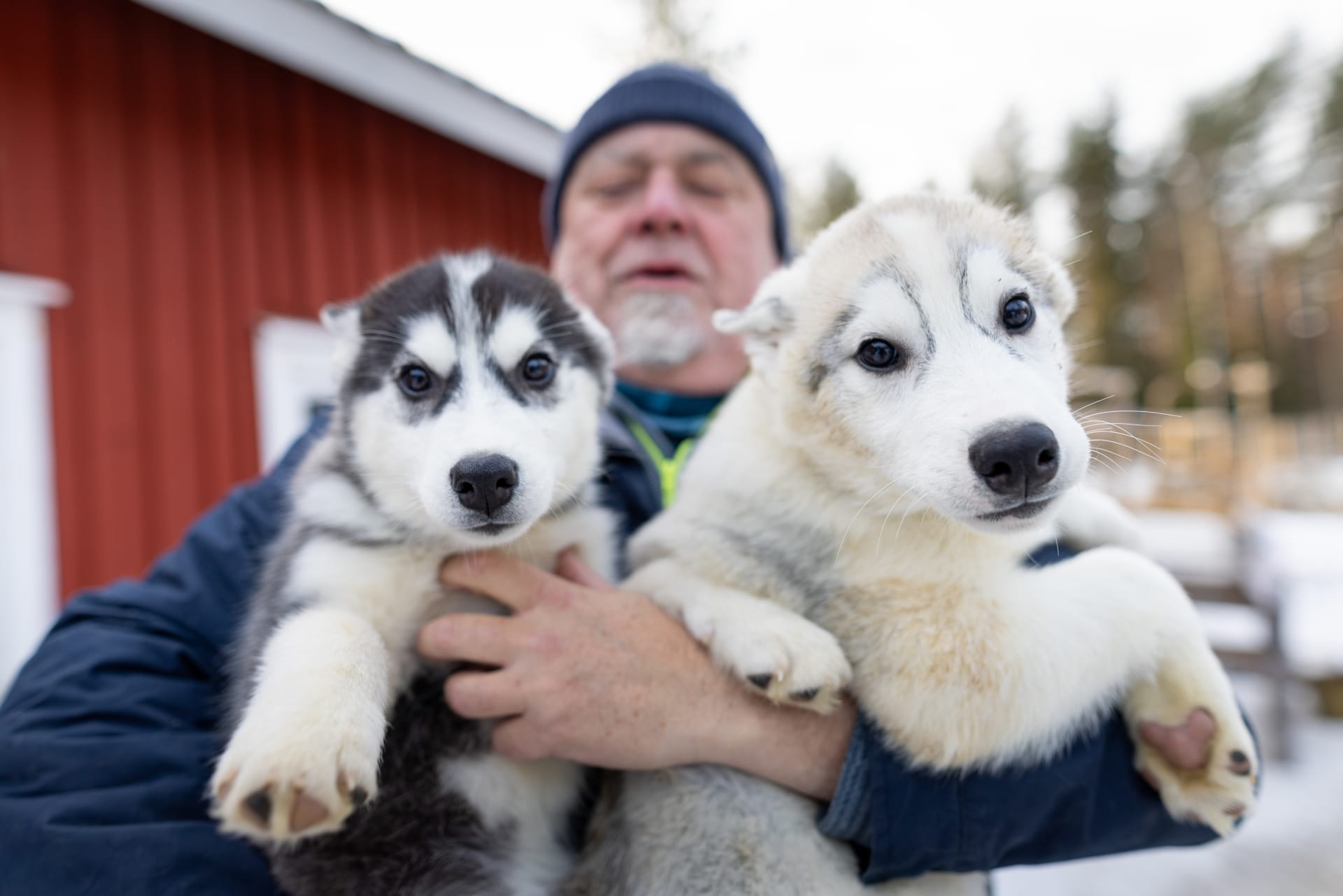 Musher Pascal with husky puppies
