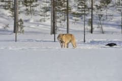 Arctic wolf and Auroras - Wolf photographing in winter