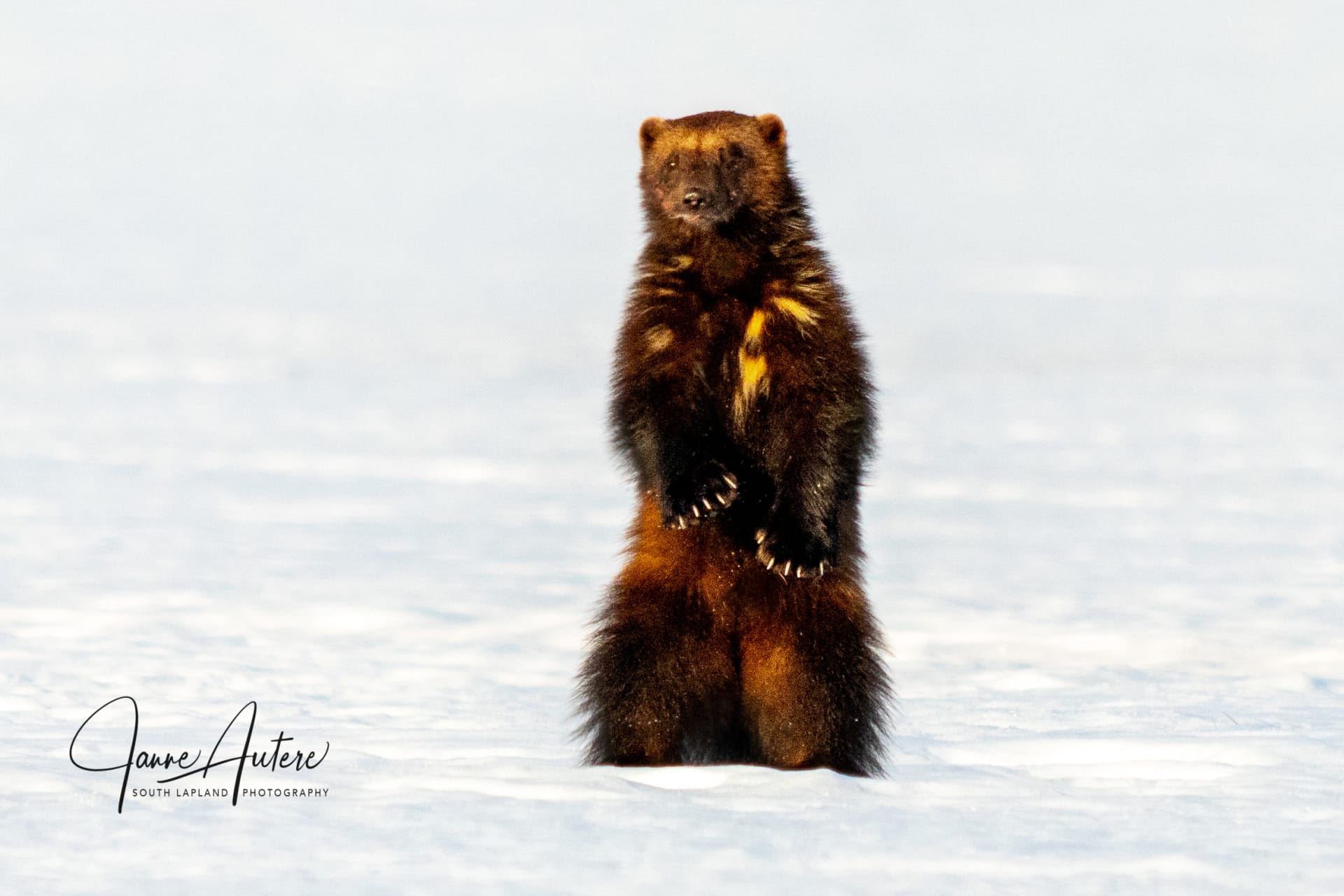 Arctic wolf and Auroras - Wolverine photographing in winter