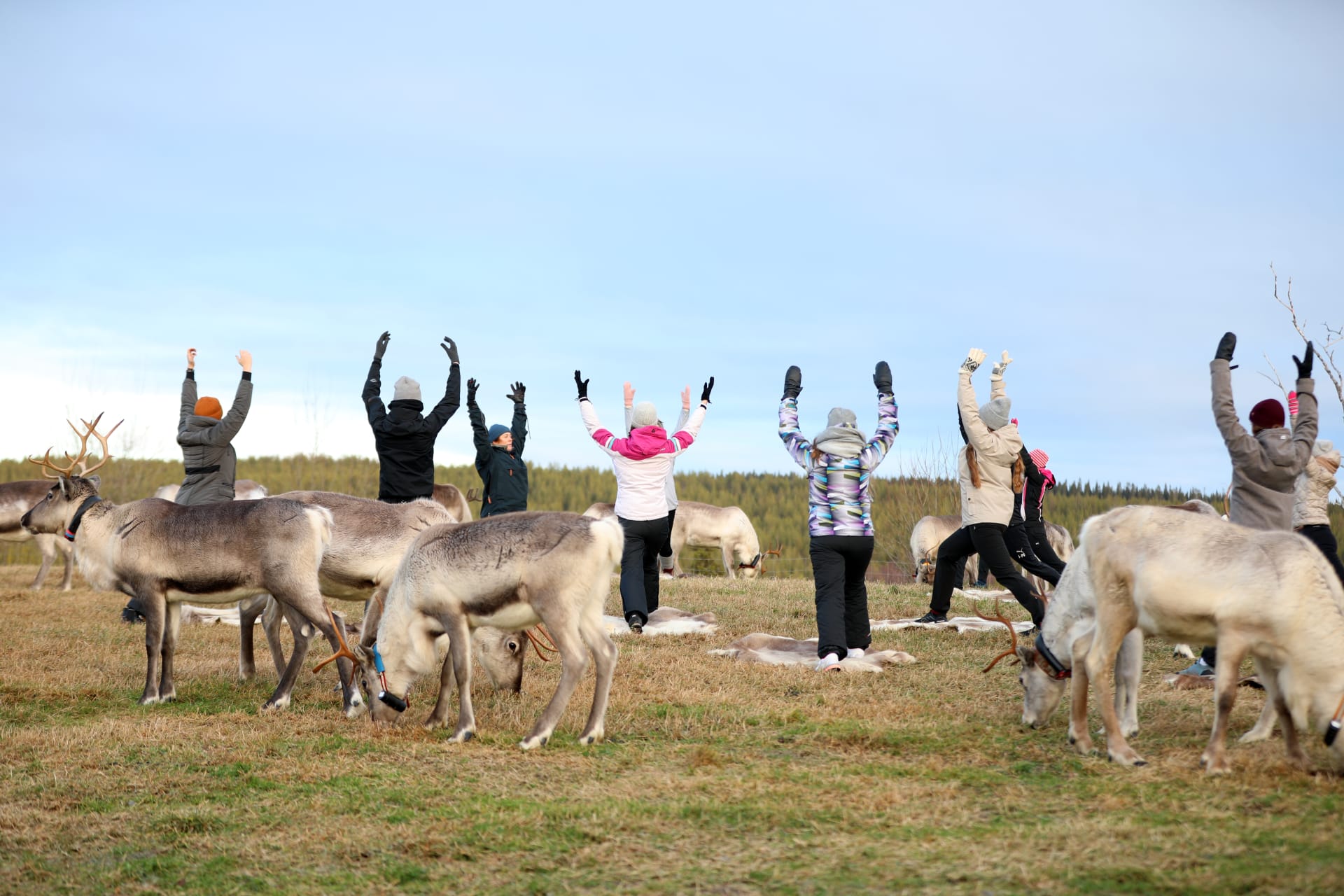 Reindeer yoga at Kujala reindeer farm in Ruka, Kuusamo, Finland