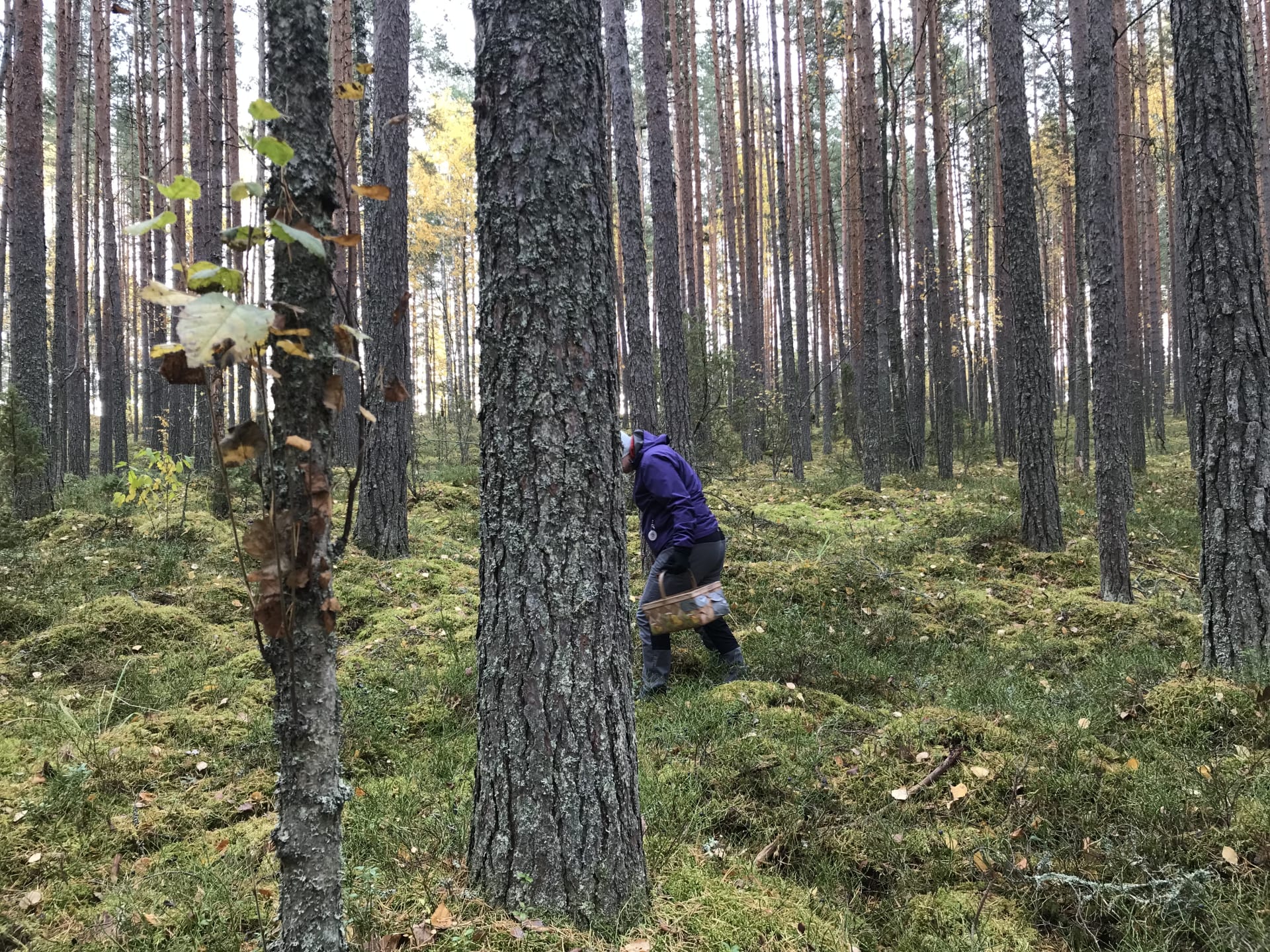 suppilovahveroita opastetulla sieniretkellä