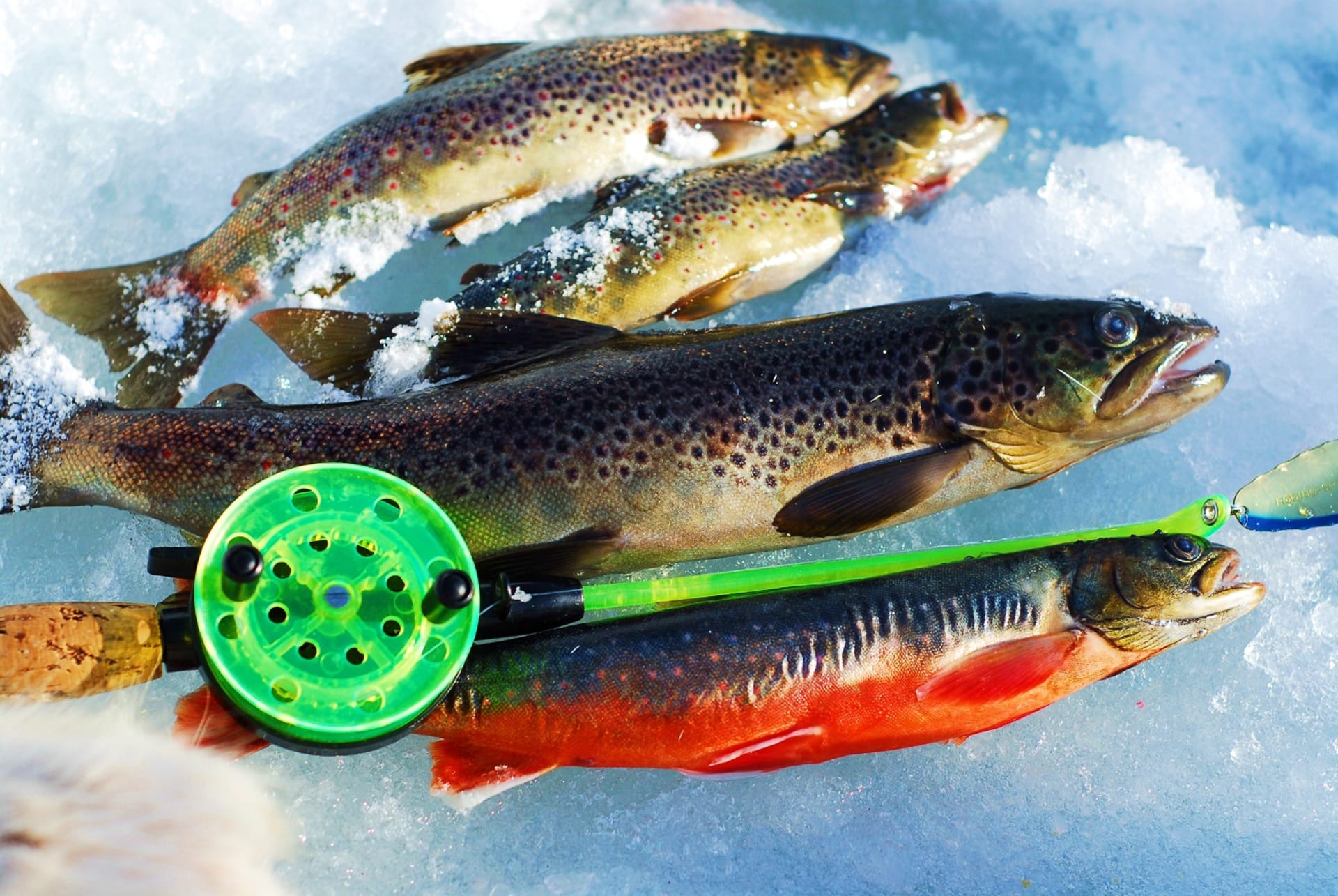 rainbow fishing