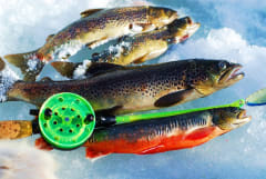 Lohipilkki Immeljärvellä