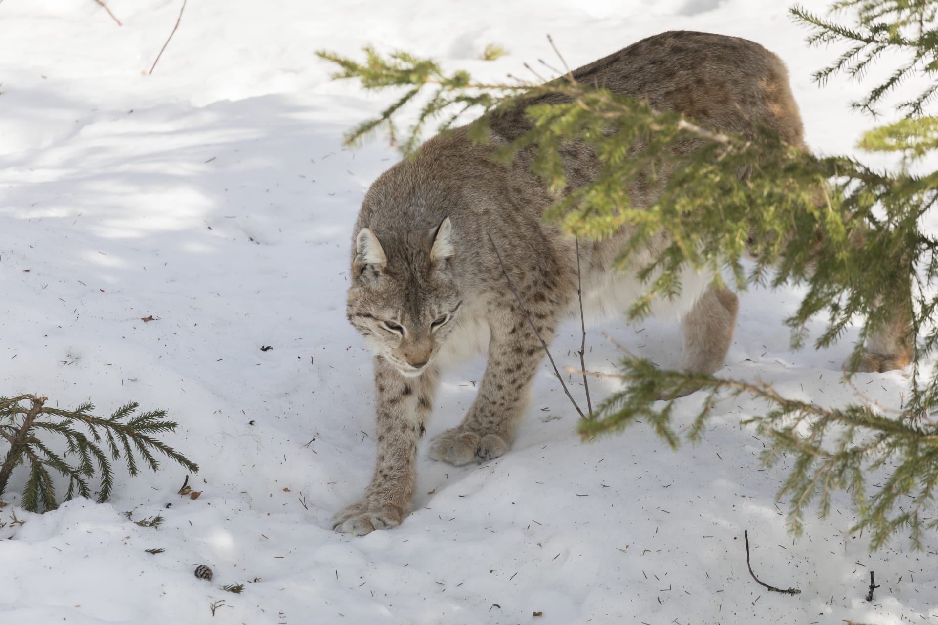 Ranua Wildlife Park - Animals