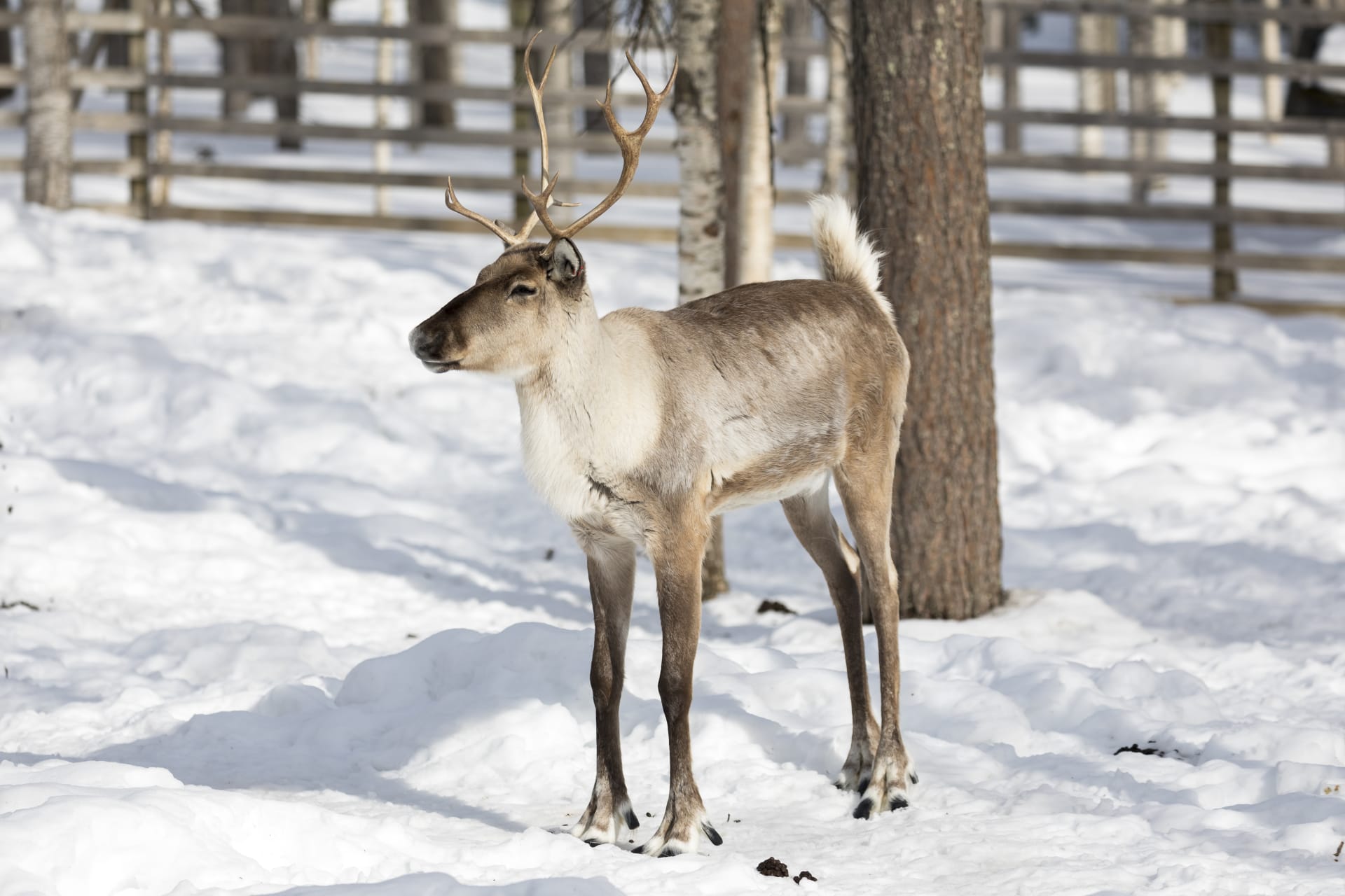 Ranua Wildlife Park - Animals