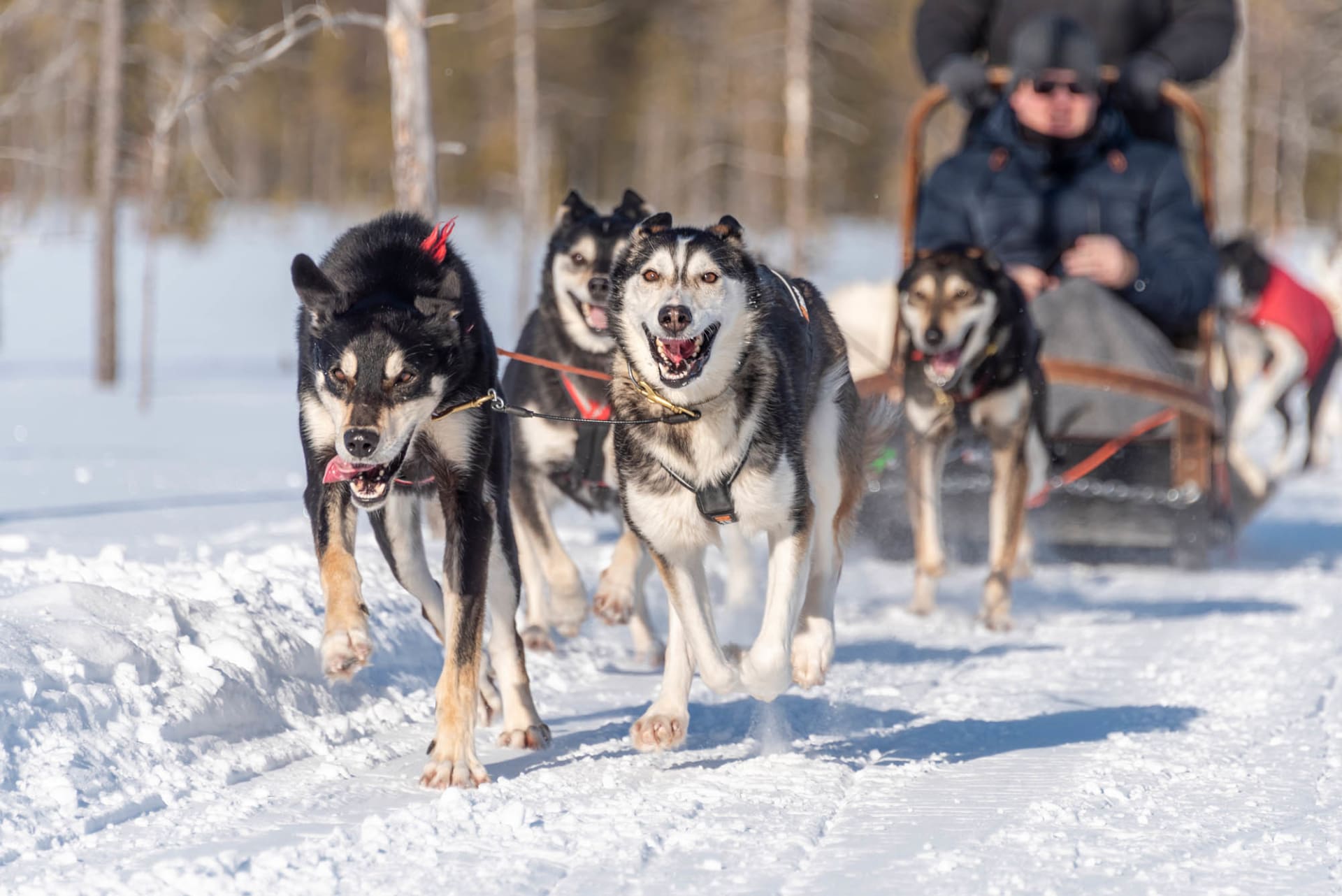 Sled dogs leading visitors through snowy trails in Levi