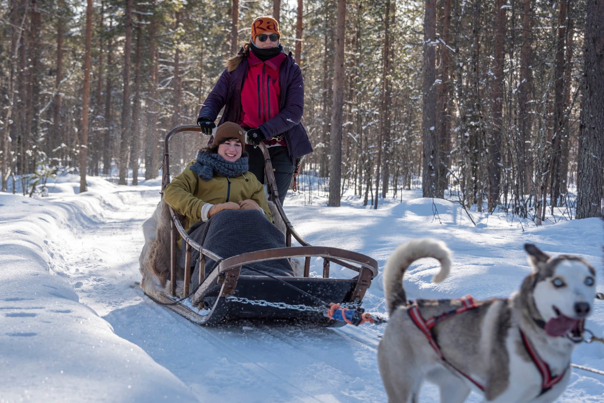 Musher leading husky team on a scenic 3 km sled ride in Lapland