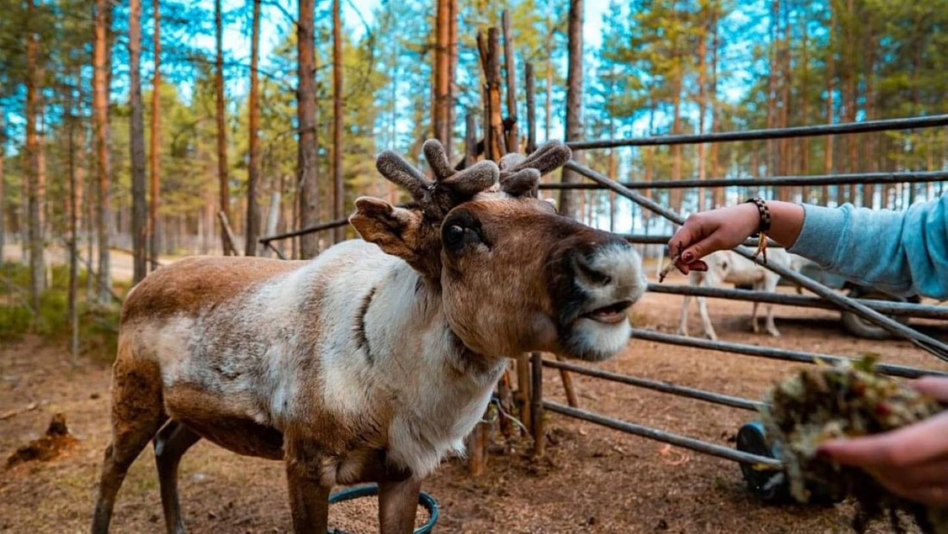 Reindeer