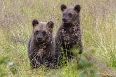 Bear and wildlife watching in Kuusamo